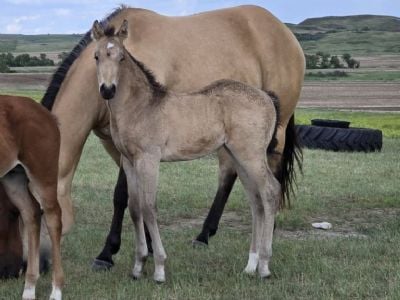 Whiskey Up Ranger JW<BR>AQHA PENDING
